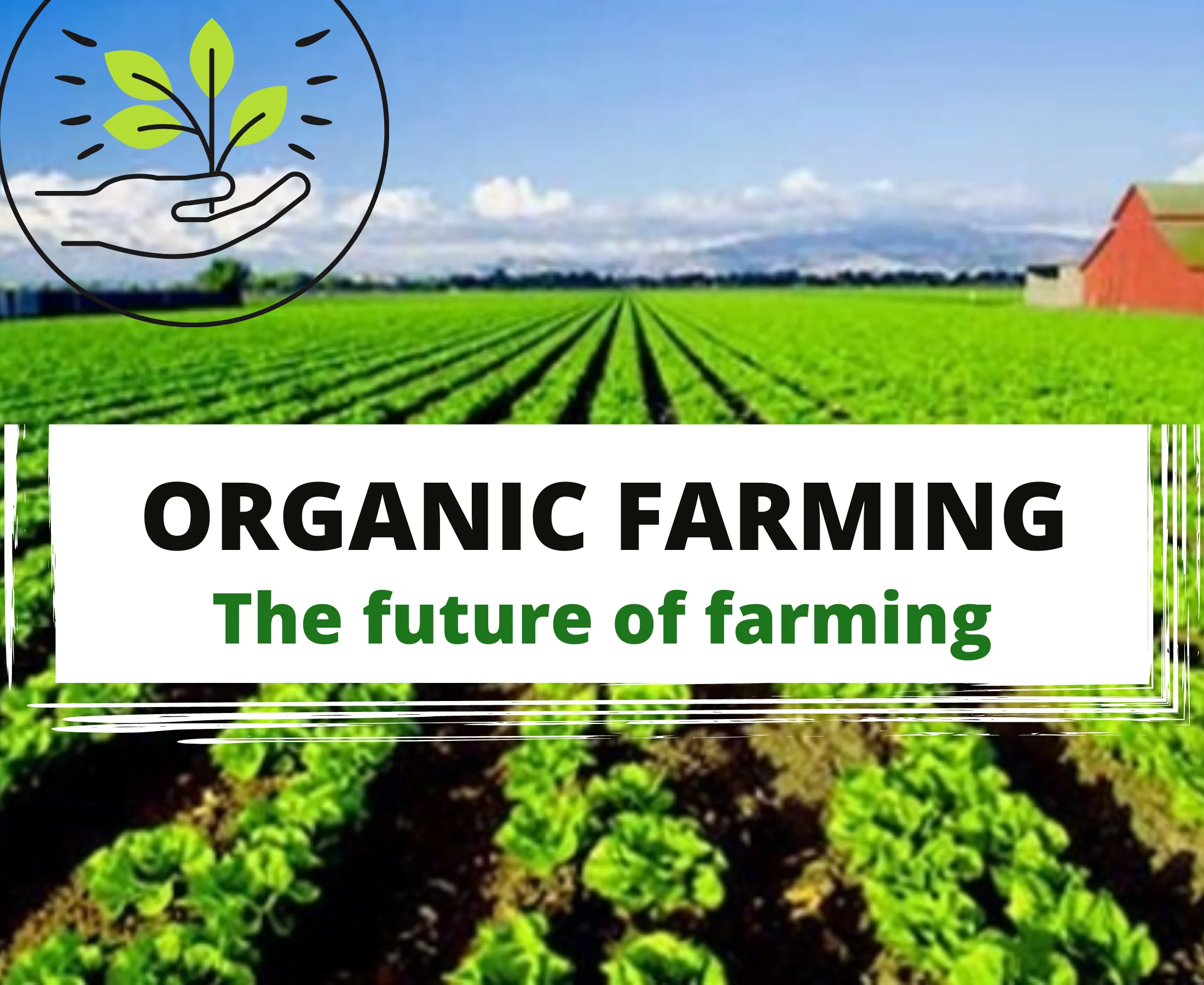 Organic Farming Dissertation